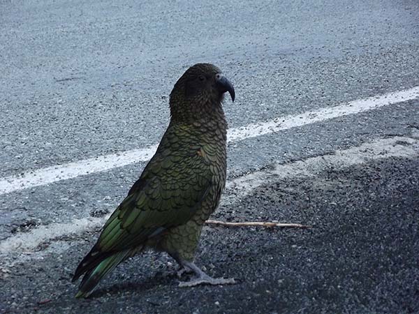 Milford Sound nova zelandia passaro na estrada
