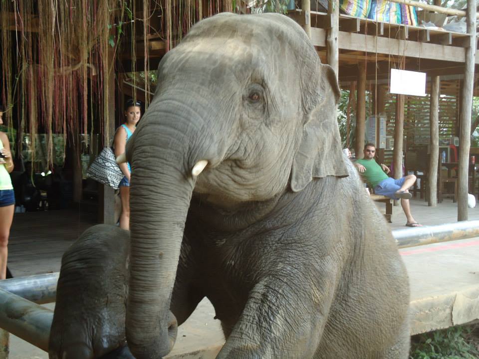 Elephant Nature Park em Chiang Mai gigante