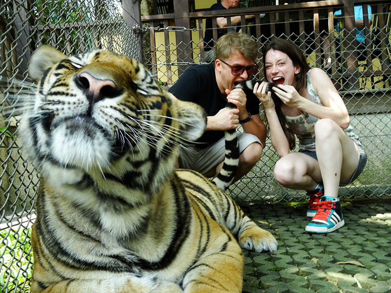 interacao tigres tiger kingdom tailandia
