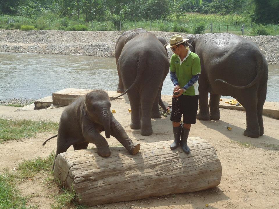 parque elefante tailandia chiang mai (1)