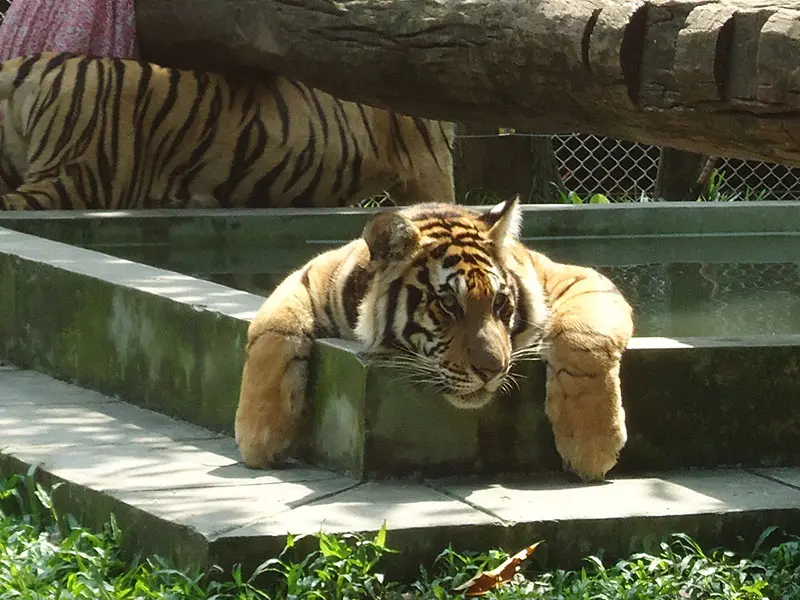 Chimpanzé resgata tigre em piscina de reserva de personagem de 'Tiger King