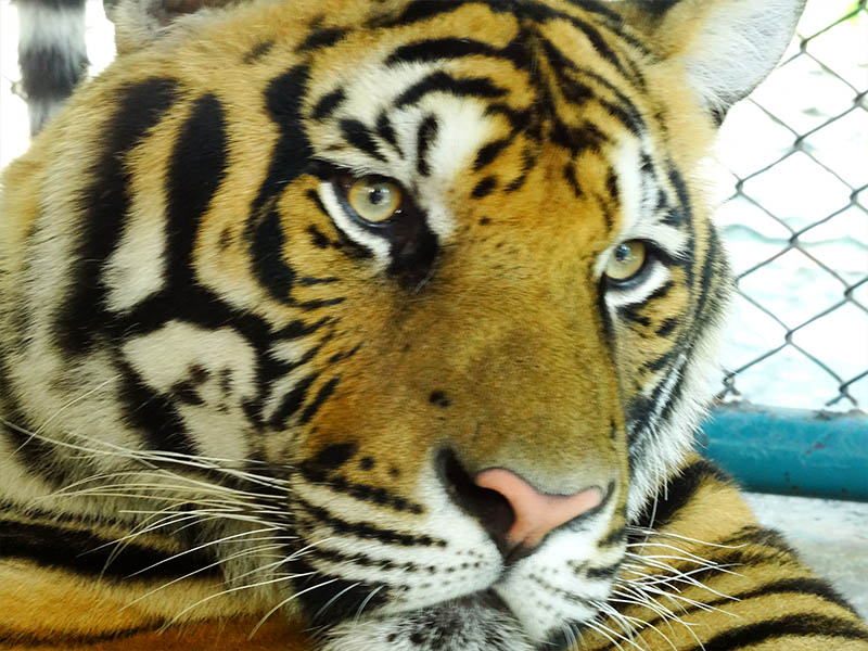 visita ao tiger kingdom tailandia chiang mai