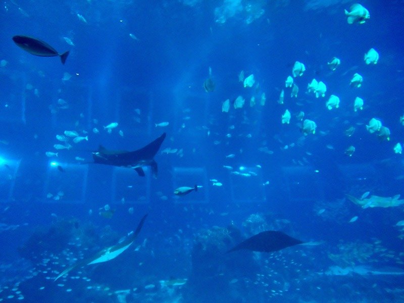 maior aquario do mundo oceanario de cingapura