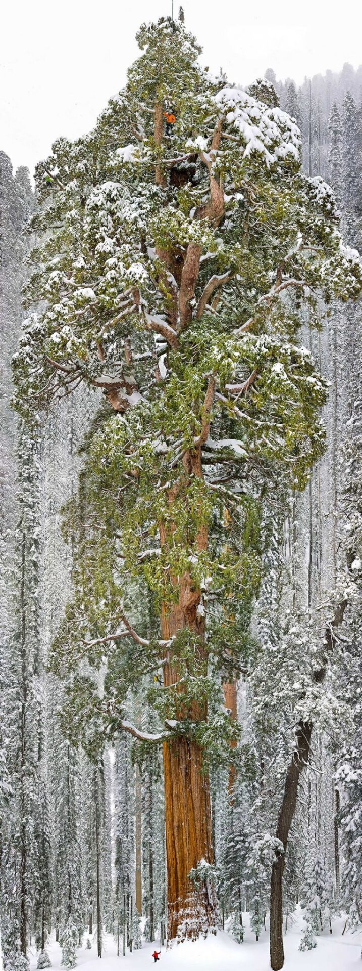 11 lugares que te fazem se sentir insignificante 2 sequoia park california