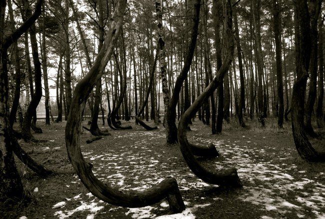 crooked forest 20 lugares surreais que você não vai acreditar que existem