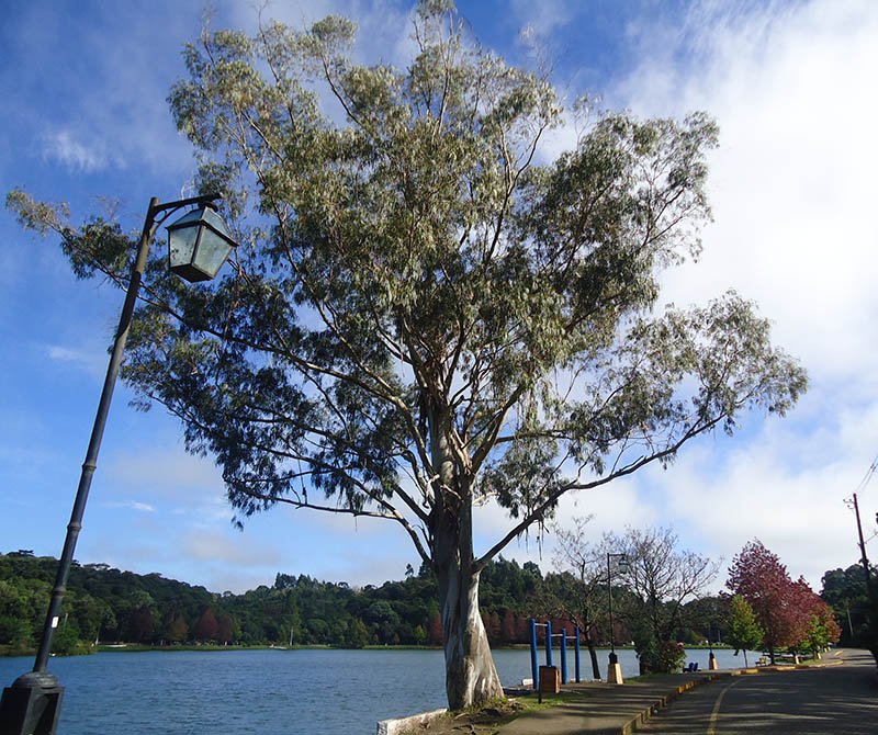 São-Francisco-de-Paula-e-Lago-São-Bernardo-árvore