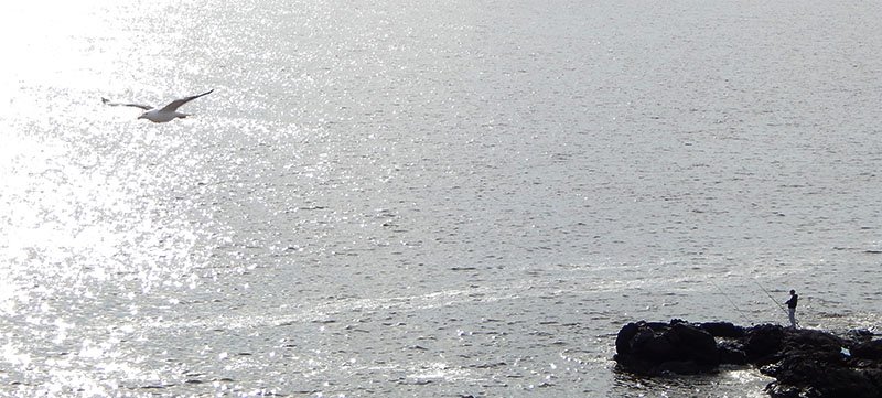 punta ballena punta del este uruguai pescador gaivota