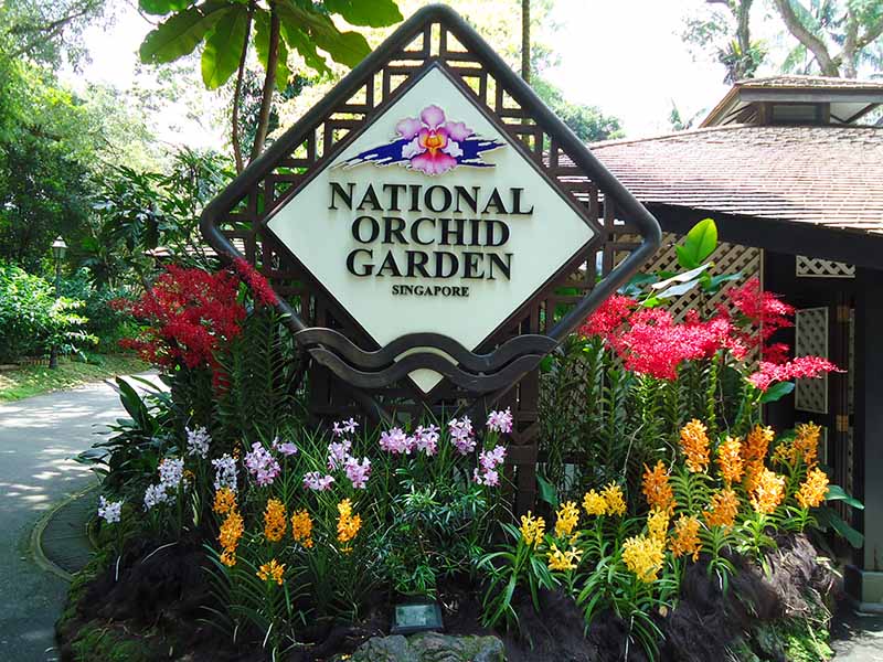 guia cingapura jardim botanico orquideas