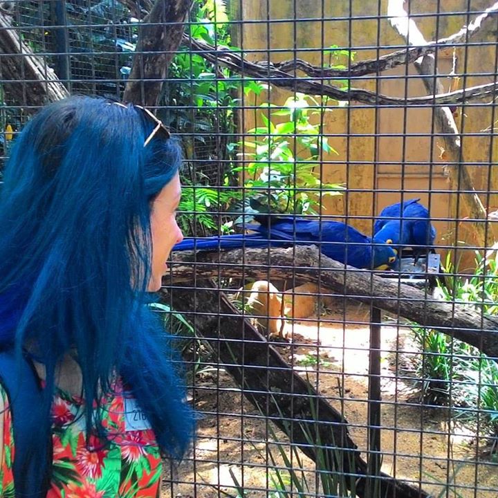 o que fazer em foz do iguaçu em 2 dias parque das aves arara azul