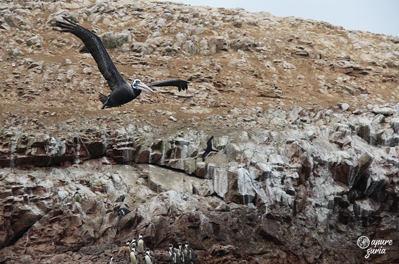 Ilhas Ballestas o tour mais cagado do Peru pelicano