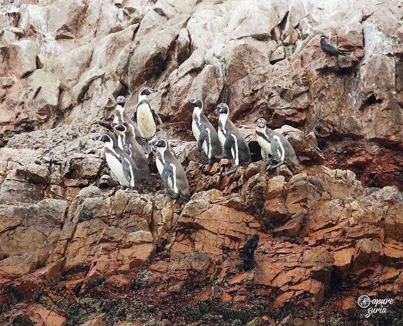 Ilhas Ballestas o tour mais cagado do Peru pinguins