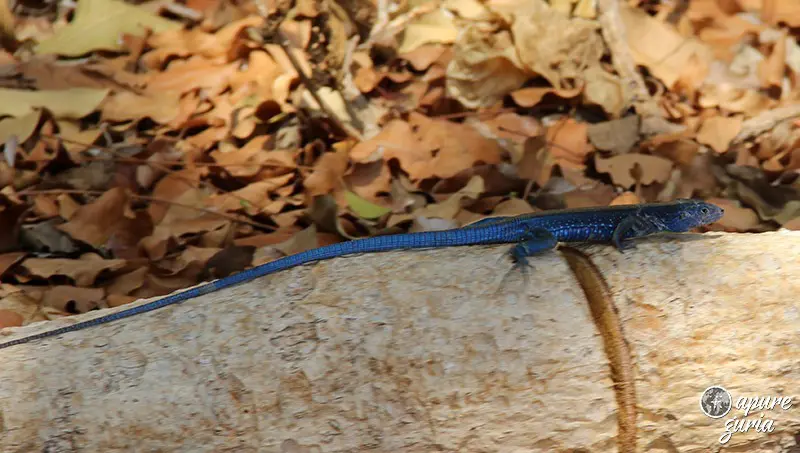 lagarto azul san andres