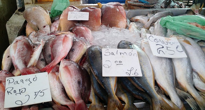 mercado del marisco no panama corvina