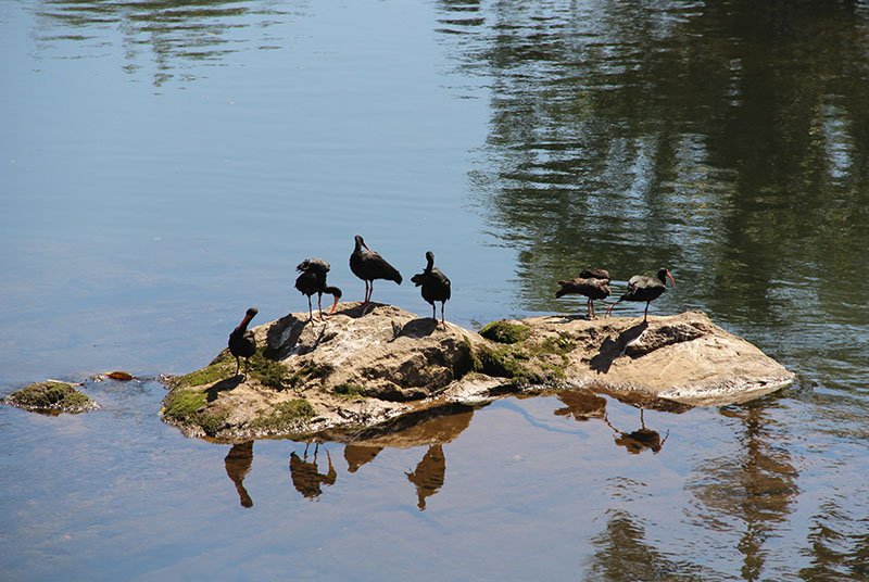 aves morretes rio marumbi