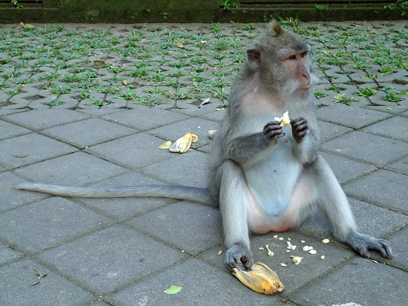 o-que-fazer-em-bali-templo-dos-macacos