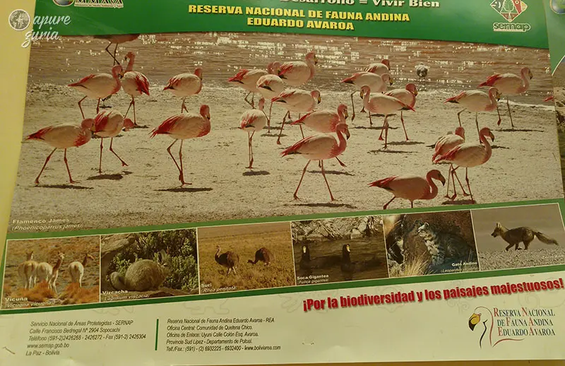 animais reserva nacional eduardo avaroa
