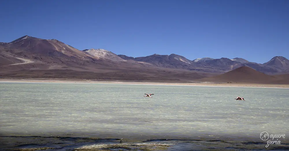 flamingos laguna blanca