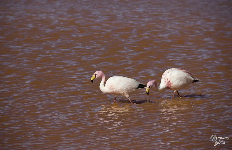 flamingos laguna colorada bolivia
