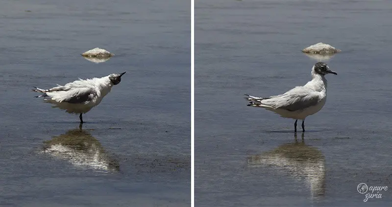 gaivota andina salar de uyuni bolivia