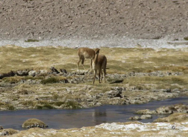 vicunhas atacama salar de tara