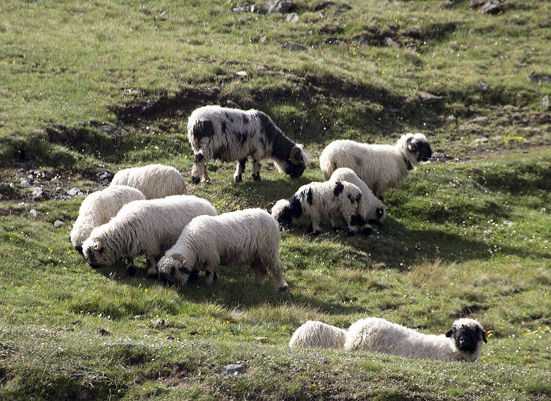 ovelhas cara preta zermatt suiça