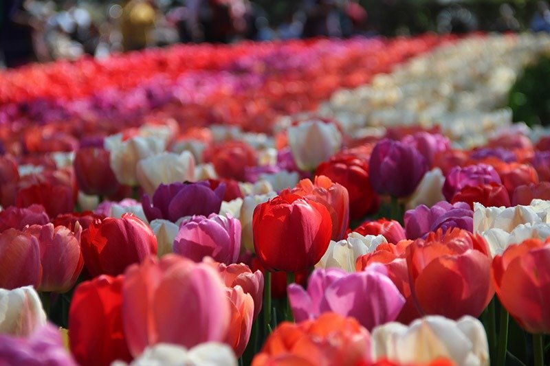 campos tulipas coloridas na holanda