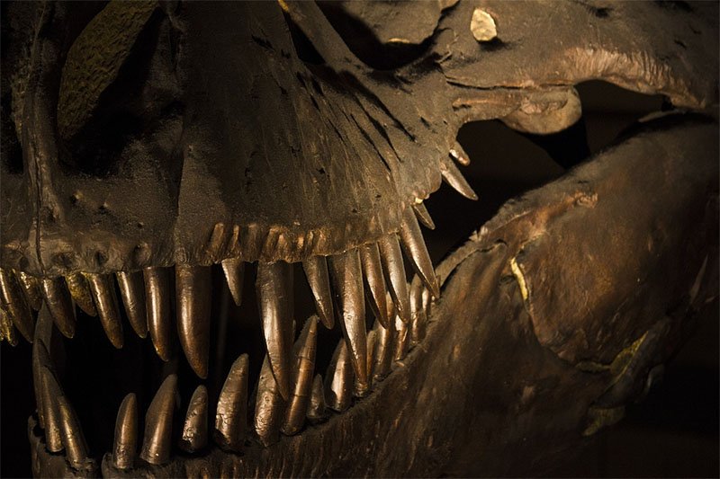 dentes tiranossauro rex