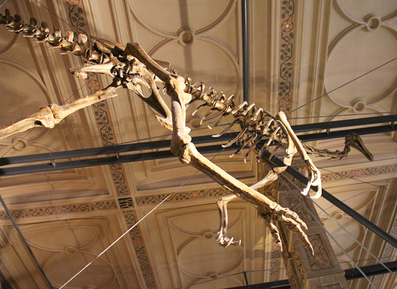 esqueleto de dinossauro museu em londres historia natural