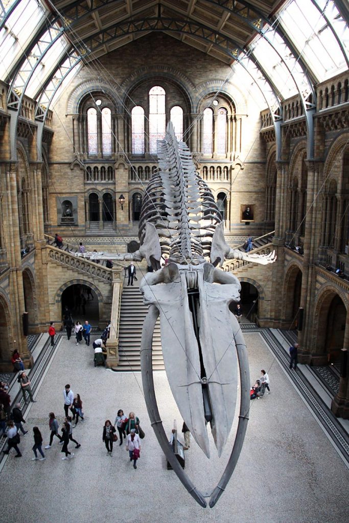 esqueleto no teto baleia gigante museu em londres