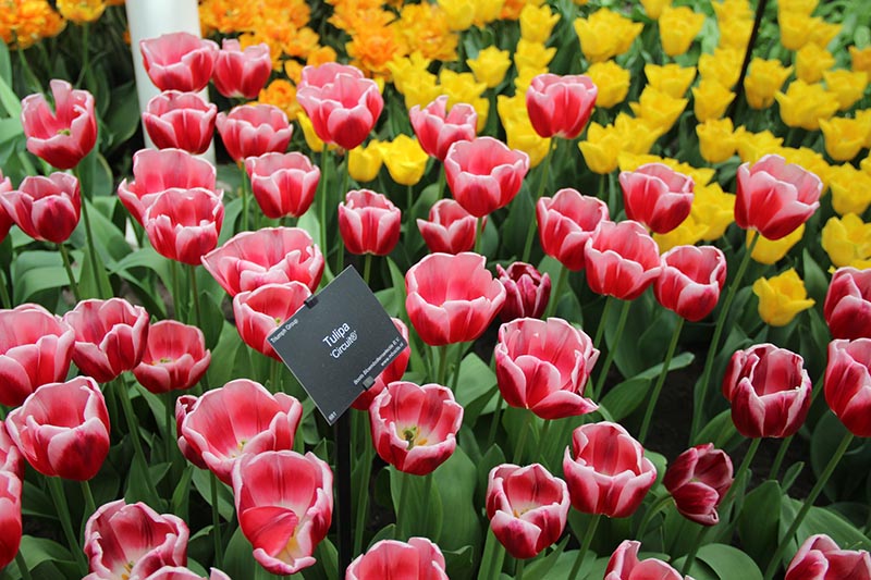 tulipas estufa parque keukenhof placa de identificacao