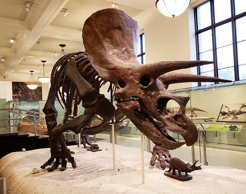 triceratops museu de historia natural nova york