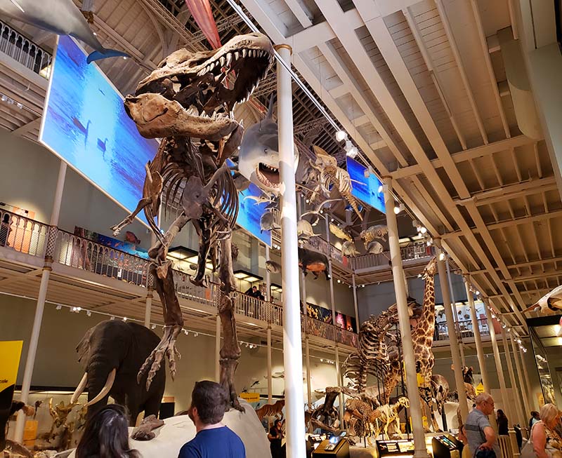fossil tiranossauro rex museu nacional da escocia