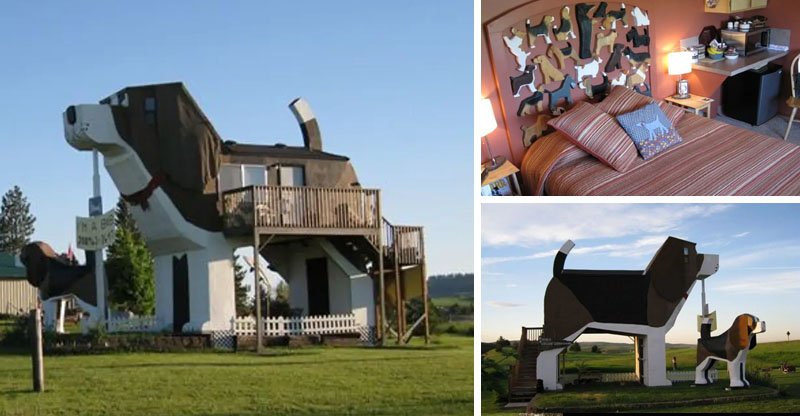 Casa de cachorro no Airbnb