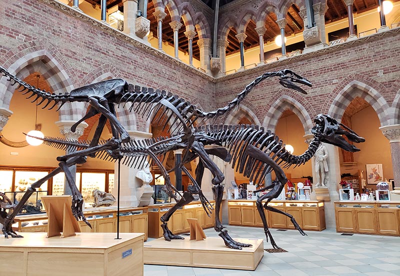 fosseis dinossauro museu historia natural inglaterra