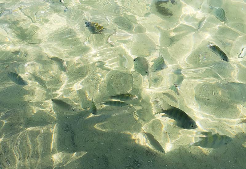 peixinhos na agua mergulho santa catarina