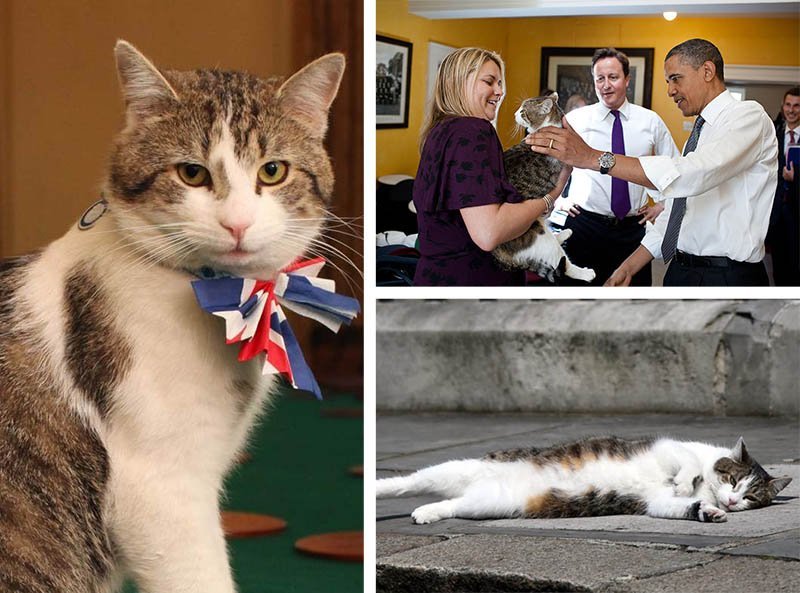 gato larry primeiro ministro britanico