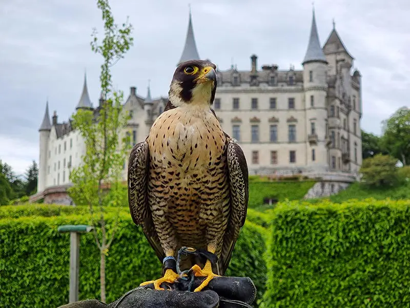 falcao peregrino falcoaria