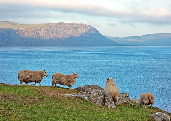 Ovelhas na Ilha de Skye