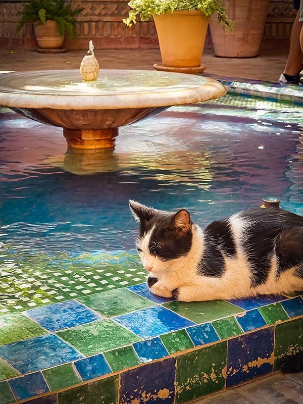 gato no marrocos tradicoes marroquinas