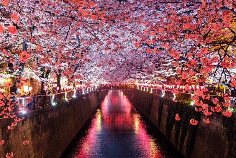 melhor mes visitar japao cerejeira