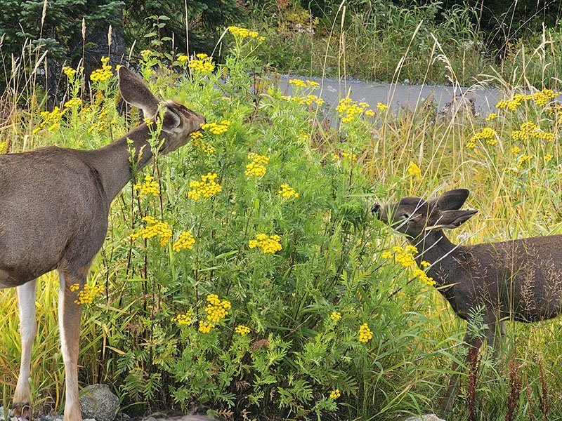 animais canada grouse mountain