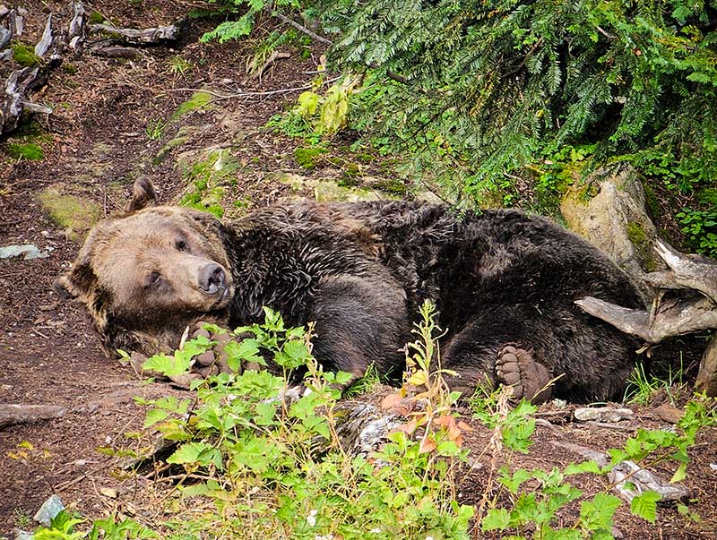 urso grouse mountain vancouver