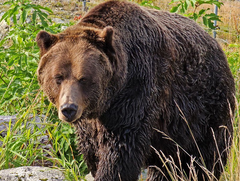 urso pardo canada onde ver grouse mountain