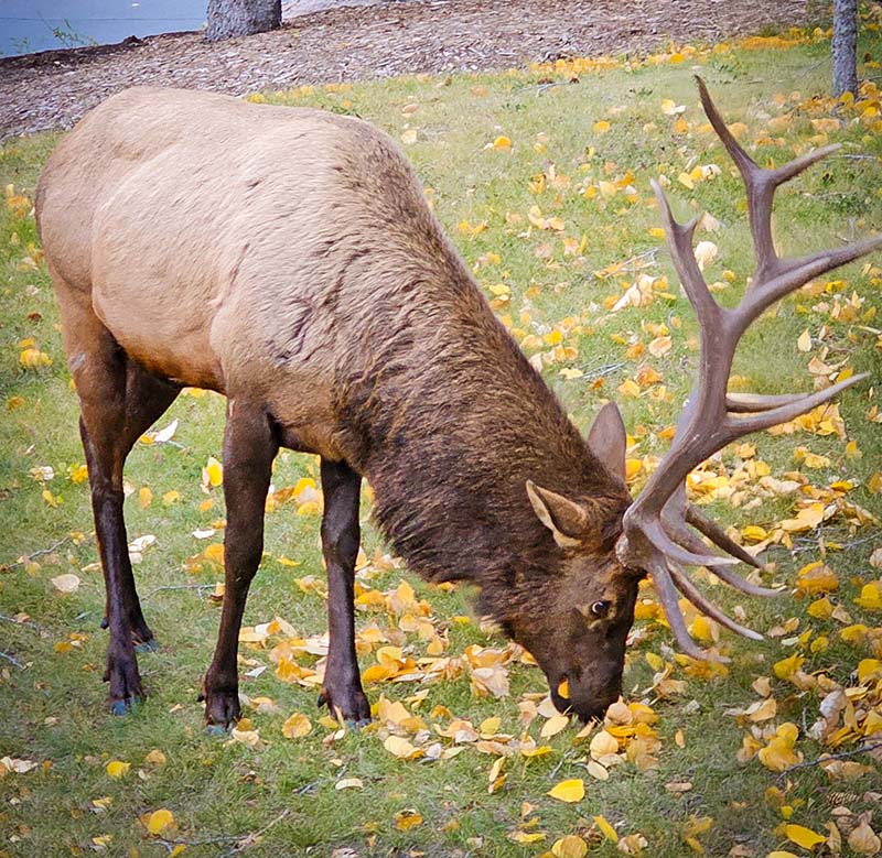 cervo canada banff dicas