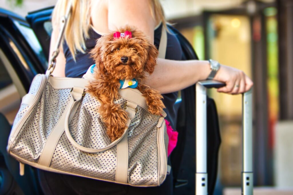 Mulher com mala e cachorro pequeno em bolsa de transporte, pronta para uma viagem pet friendly à Europa