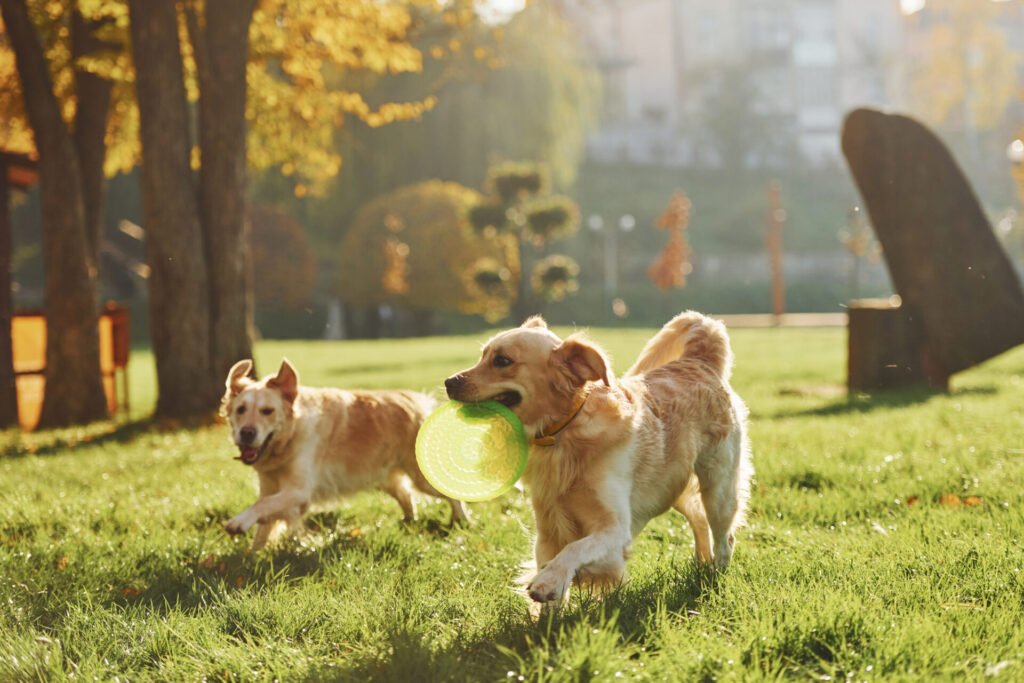 Dois cachorros brincando com frisbee em parque arborizado durante uma viagem pet friendly