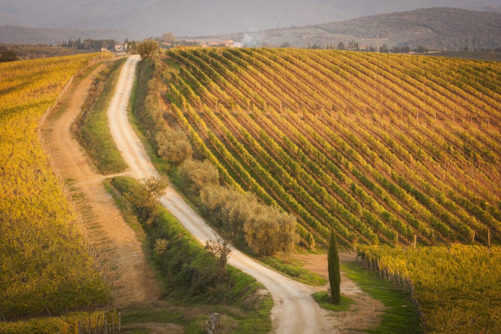 Estrada de terra cercada por vinhedos dourados na Toscana, Itália