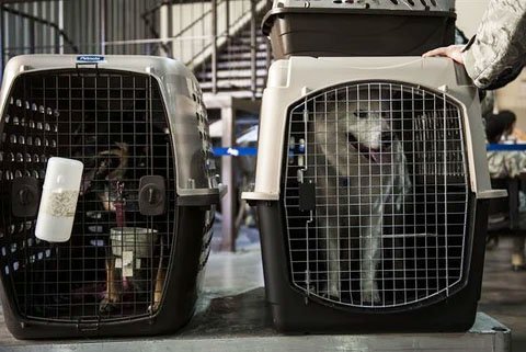 caixa de transporte cachorro aviao