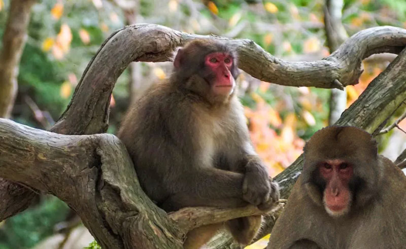 roteiro completo em kyoto 5 dias