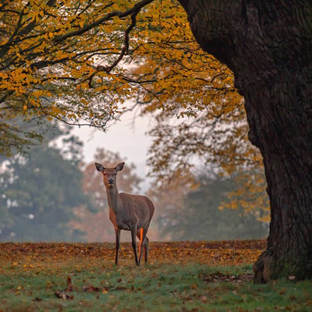 londres no outono parque richmond com cervos